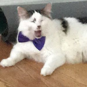 Meet your Posher, Genare